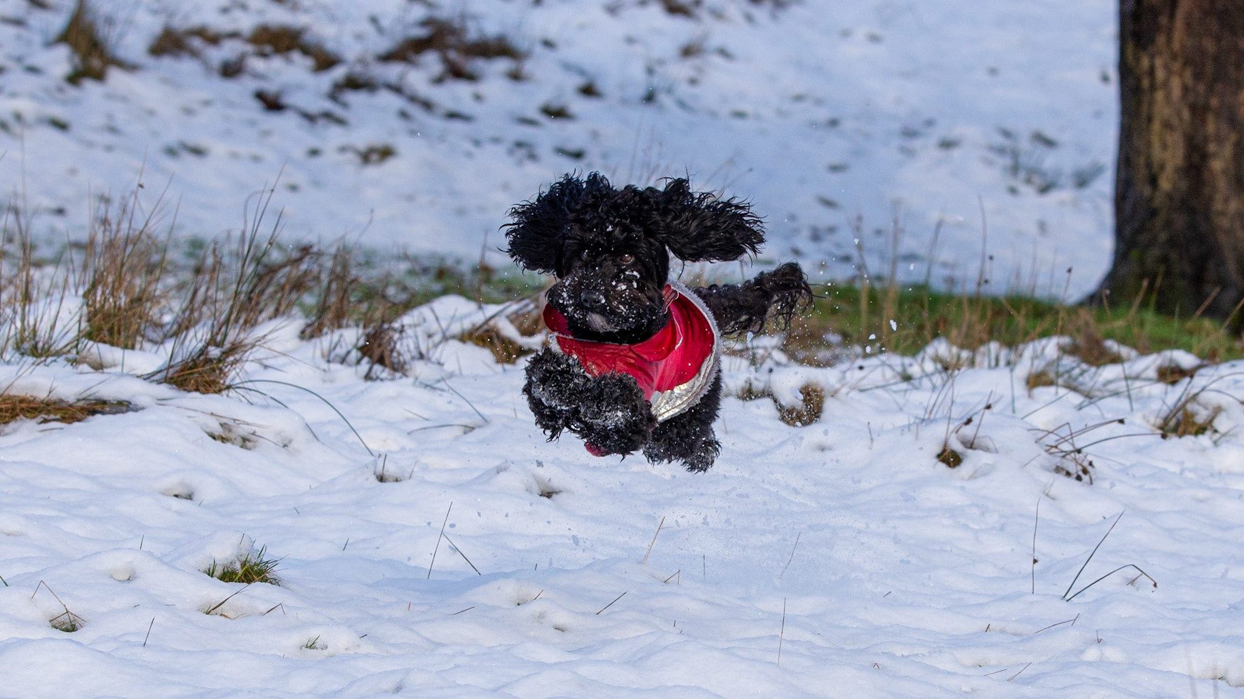 Snowy Darcie flying