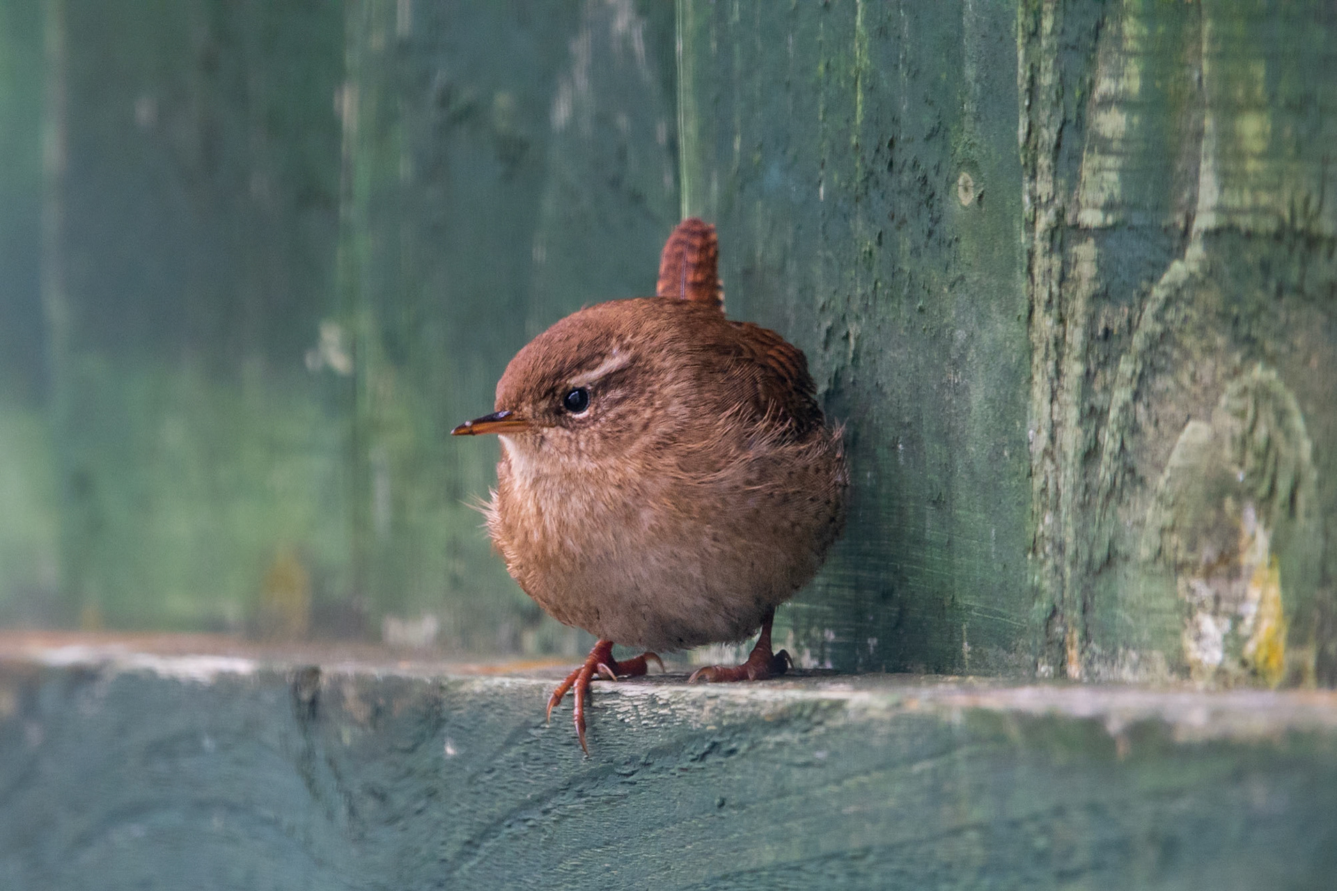 Wren