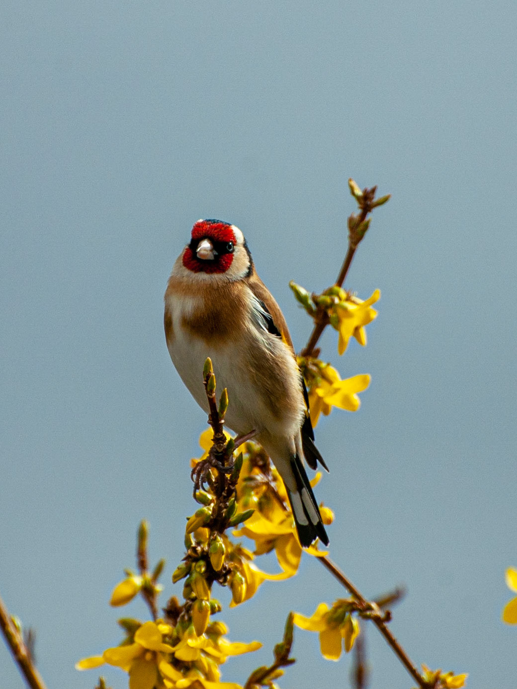 Goldfinch