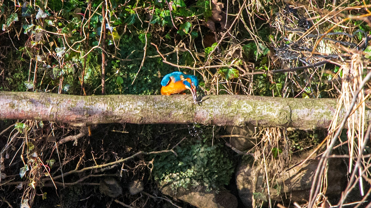 River Ribble Kingfisher