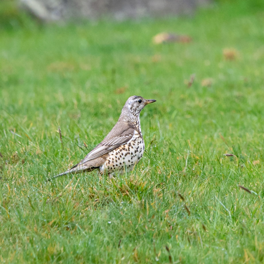 Mistle Thrush