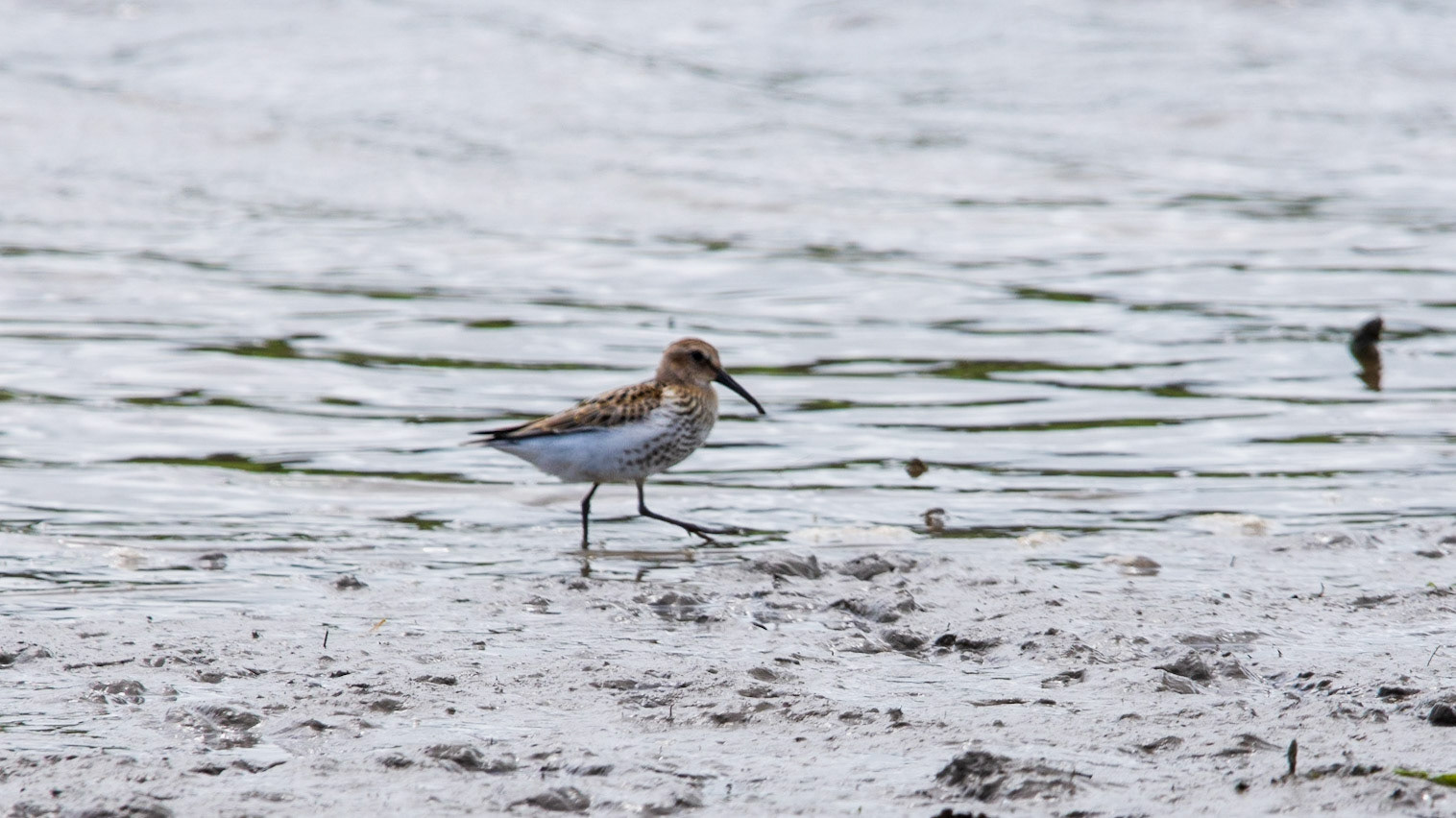 Dunlin