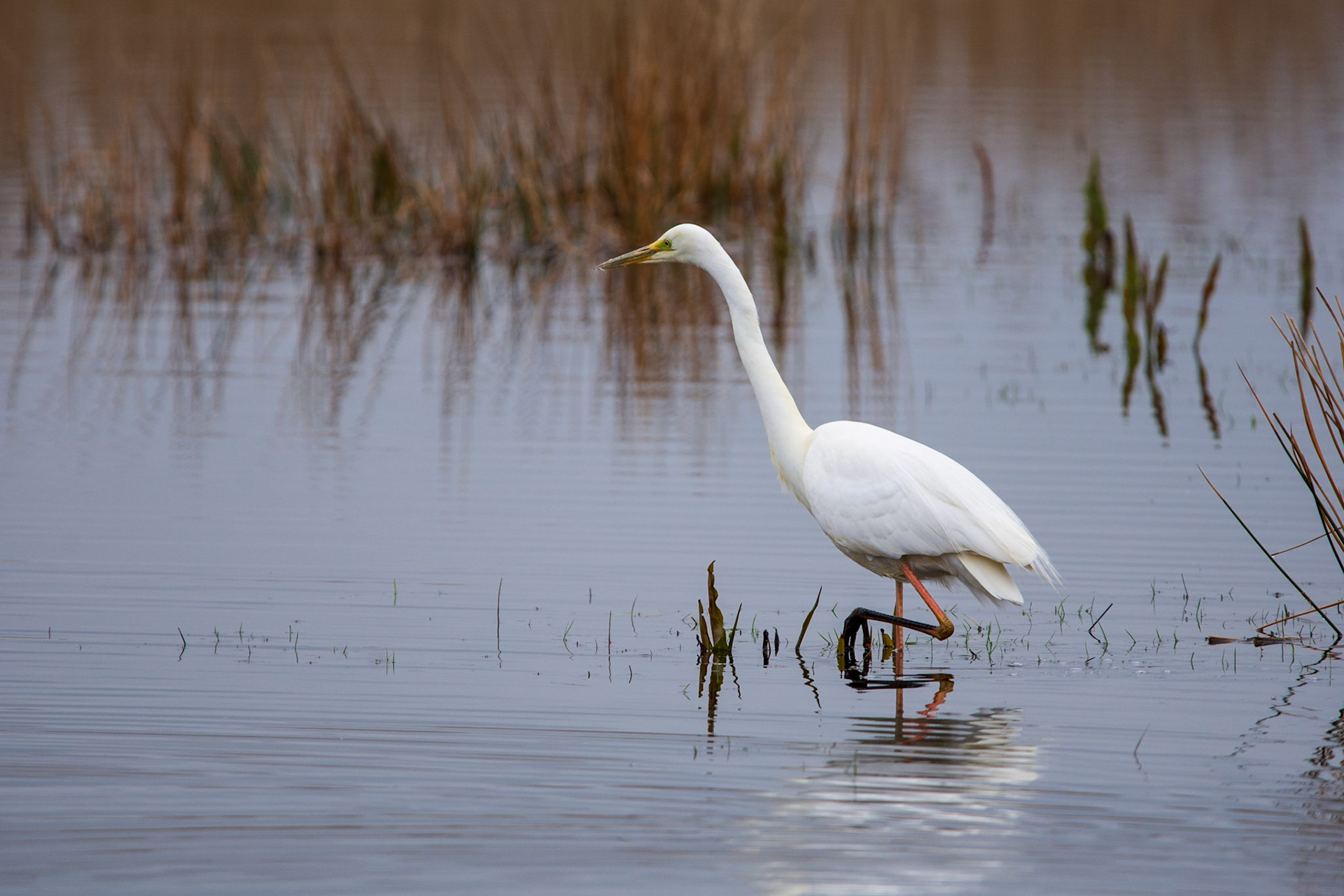 Great Egret