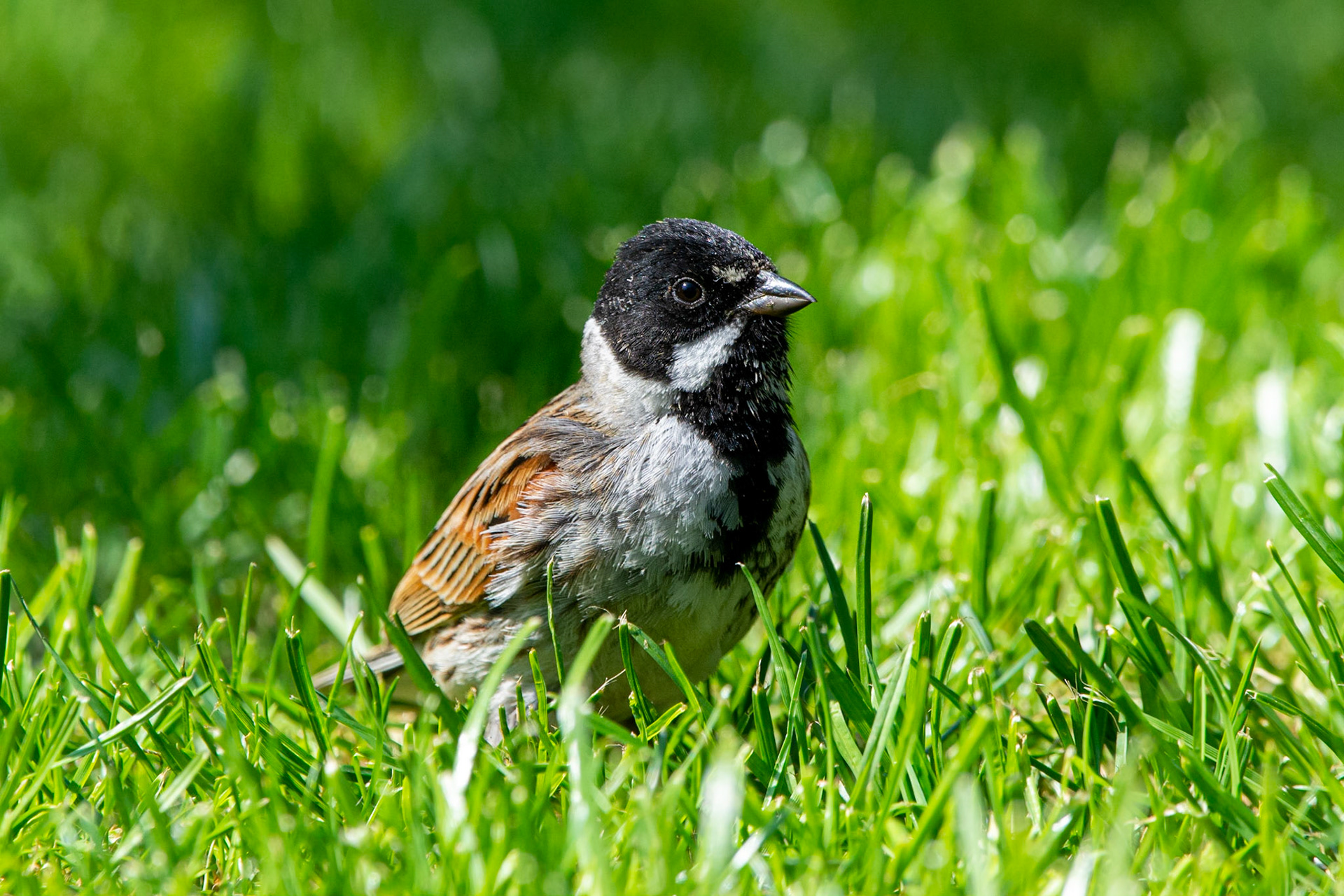 Reed Bunting