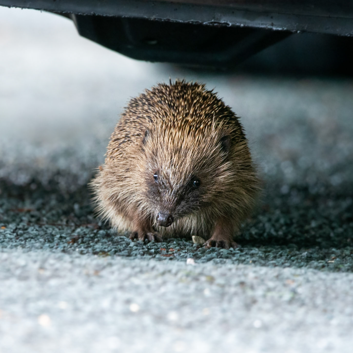 under car Hedgehog