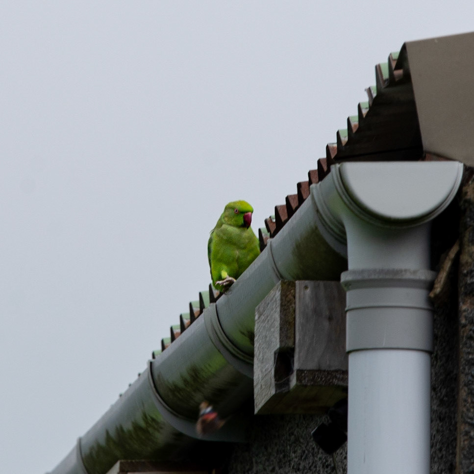 Hillside farm Parakeet