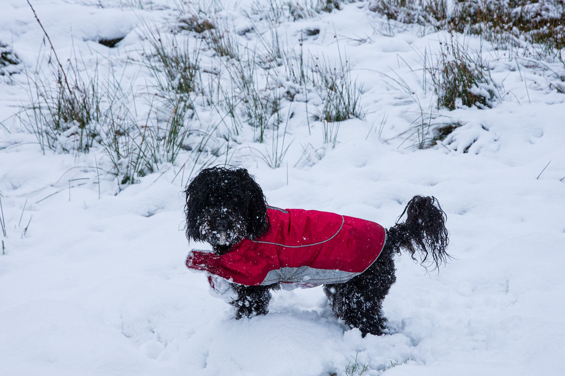 snowy Darcie