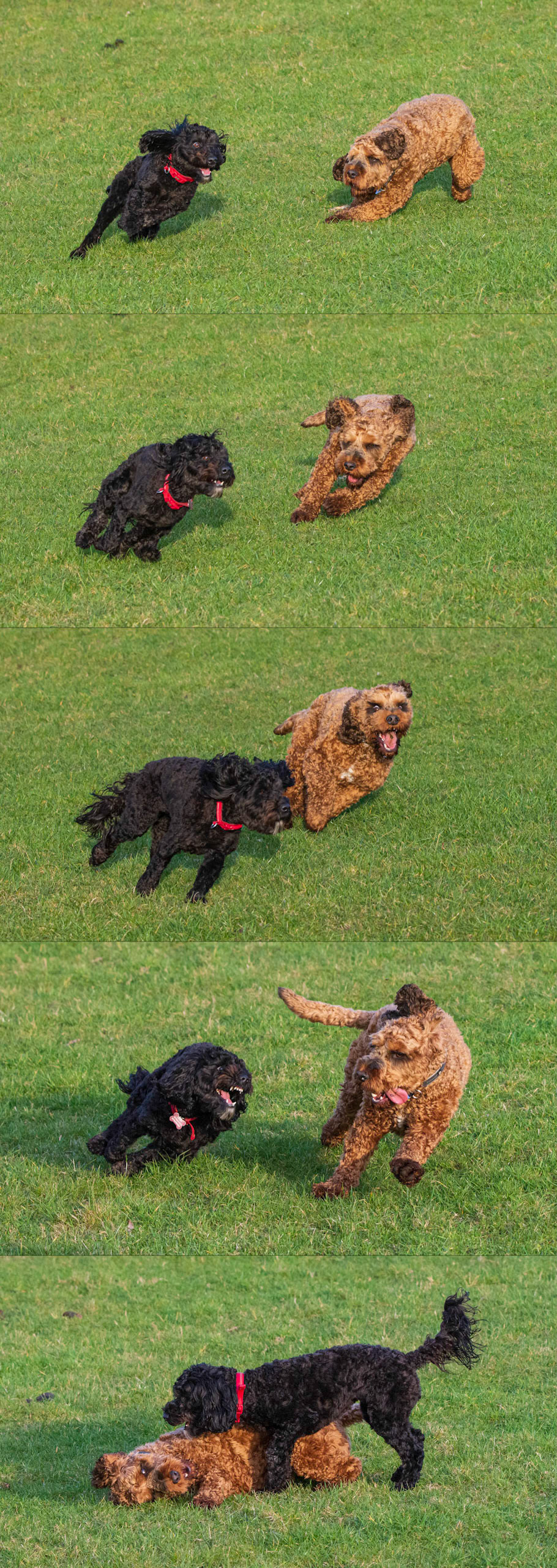 Darcie Larry Collage