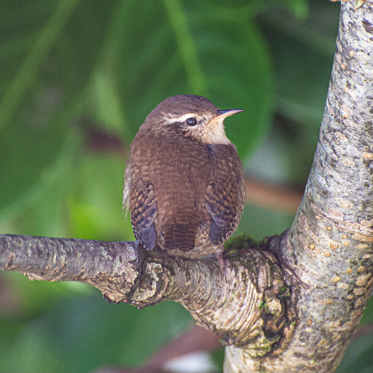Wren