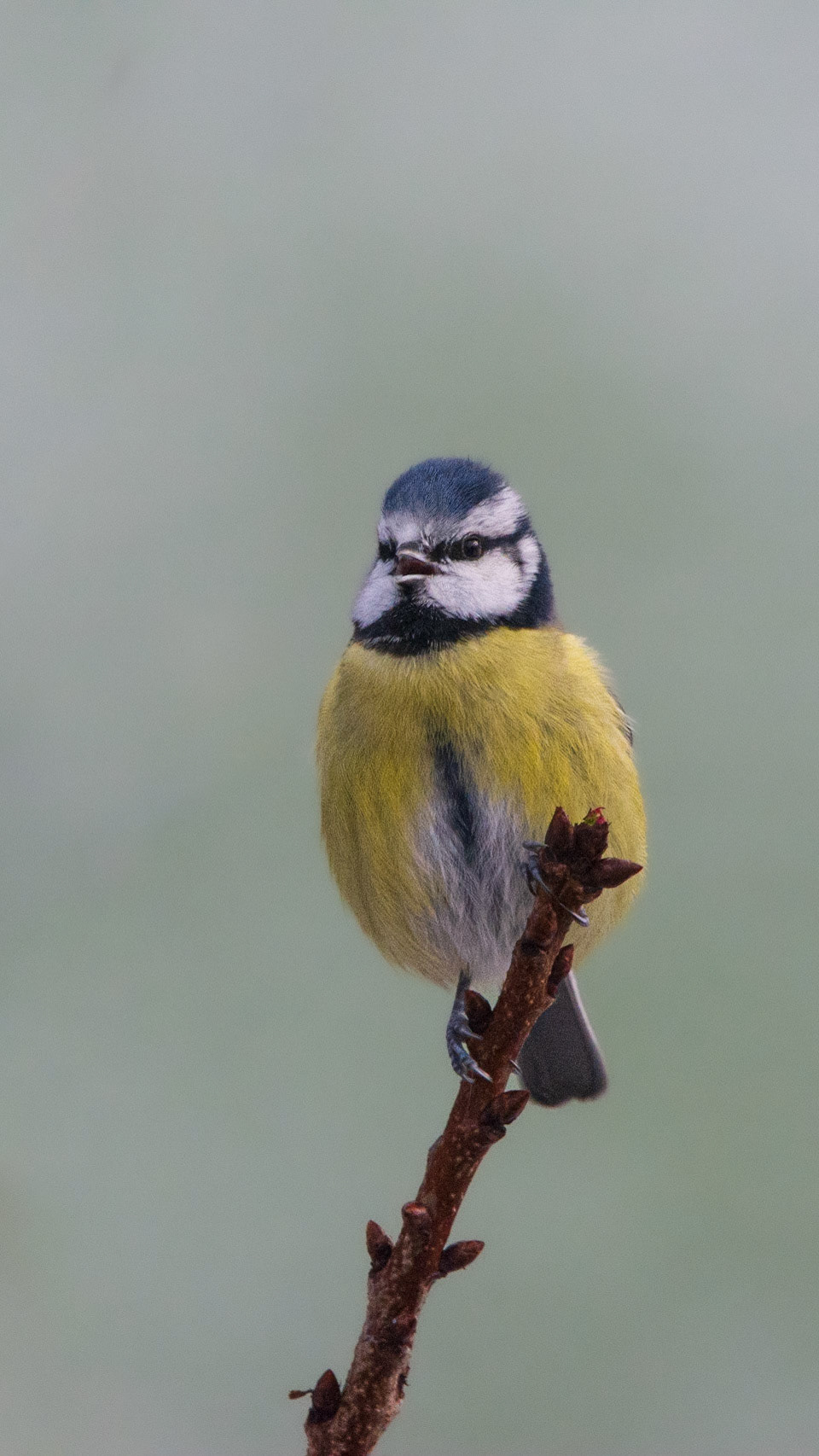 Blue Tit