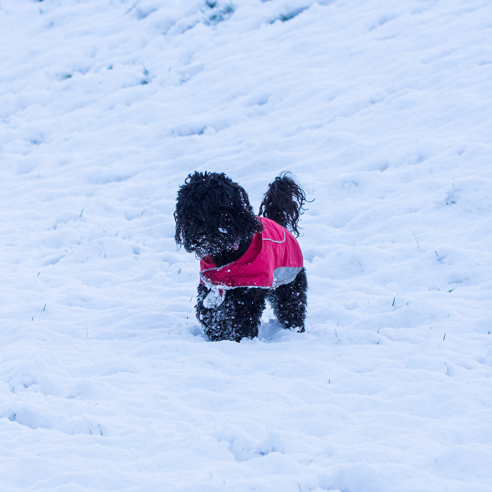 Snowy Darcie