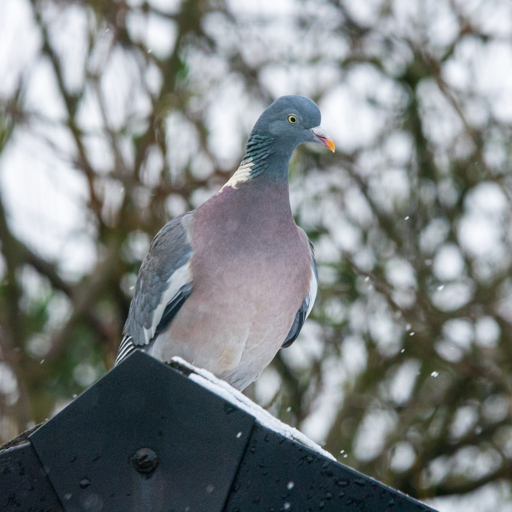 Woodpigeon