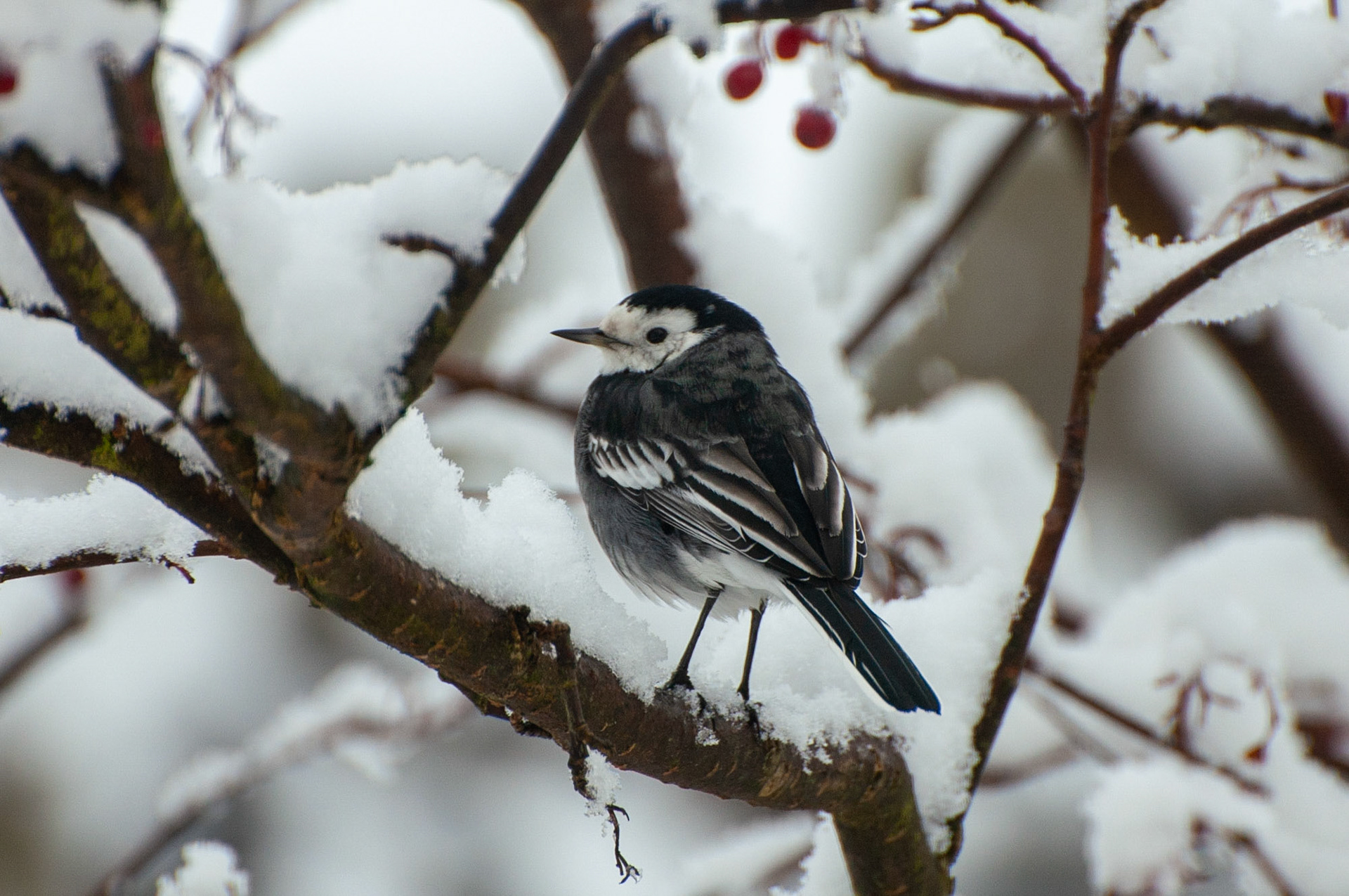 Pied Wagtail