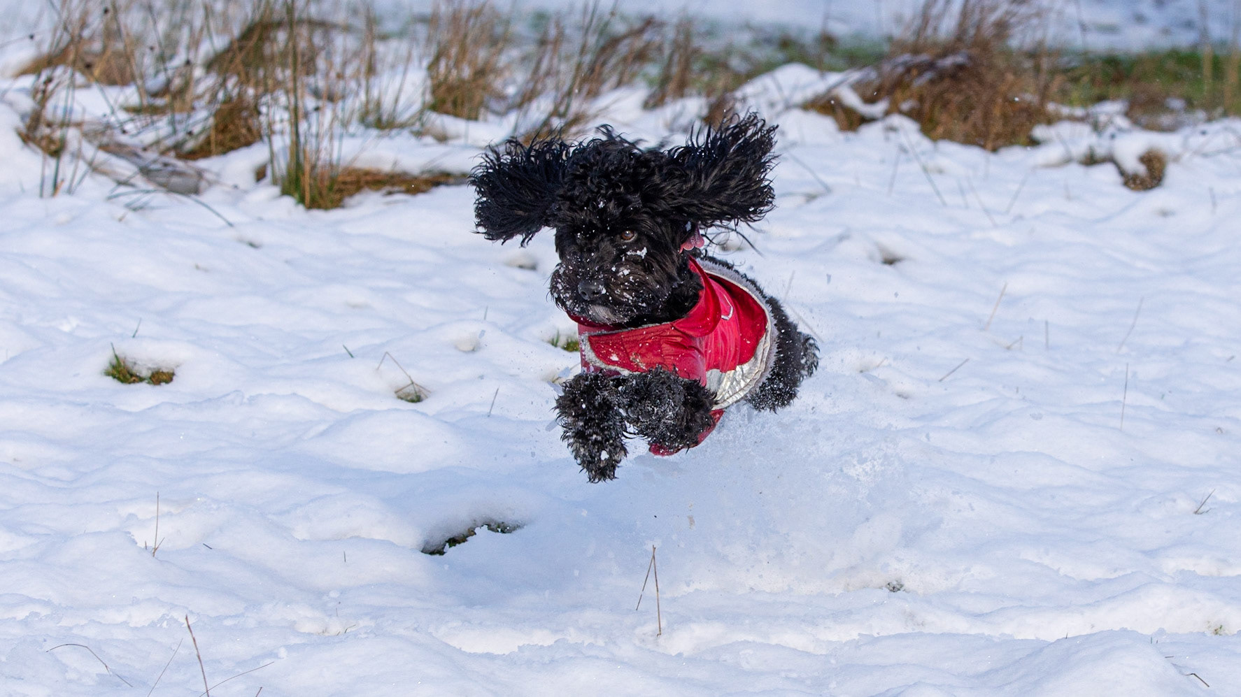 Snowy Darcie flying