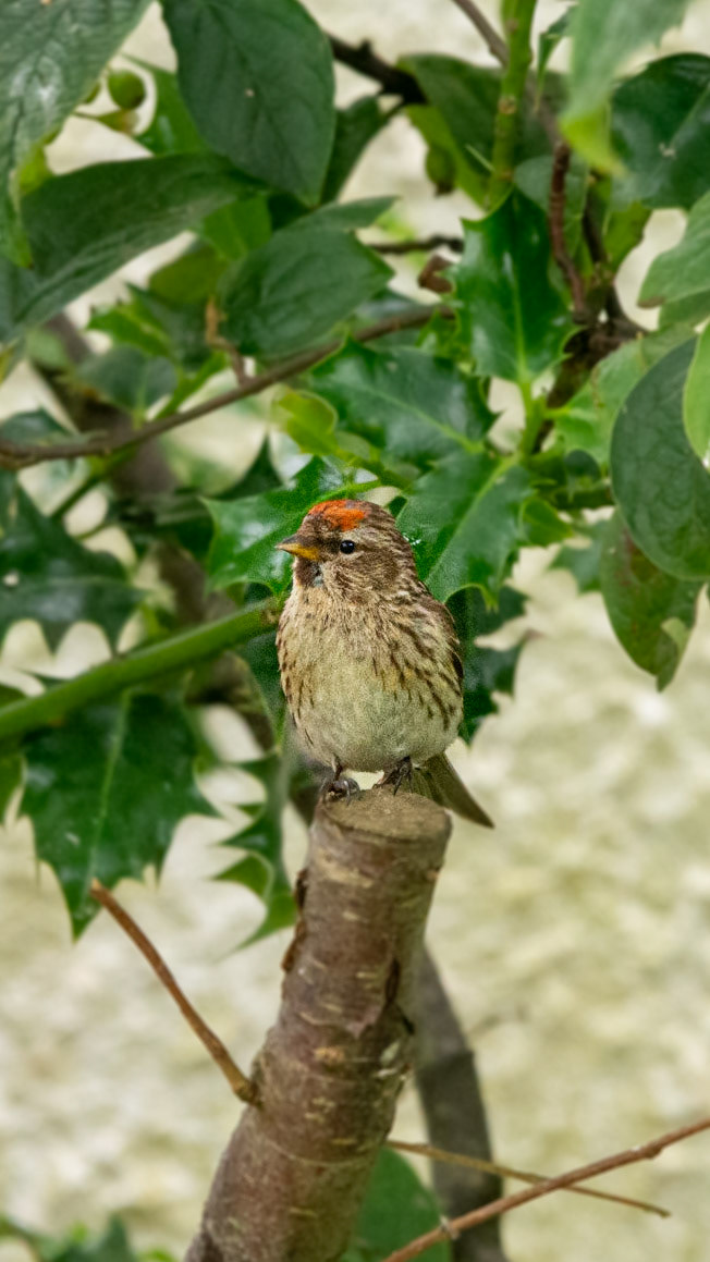 Redpoll