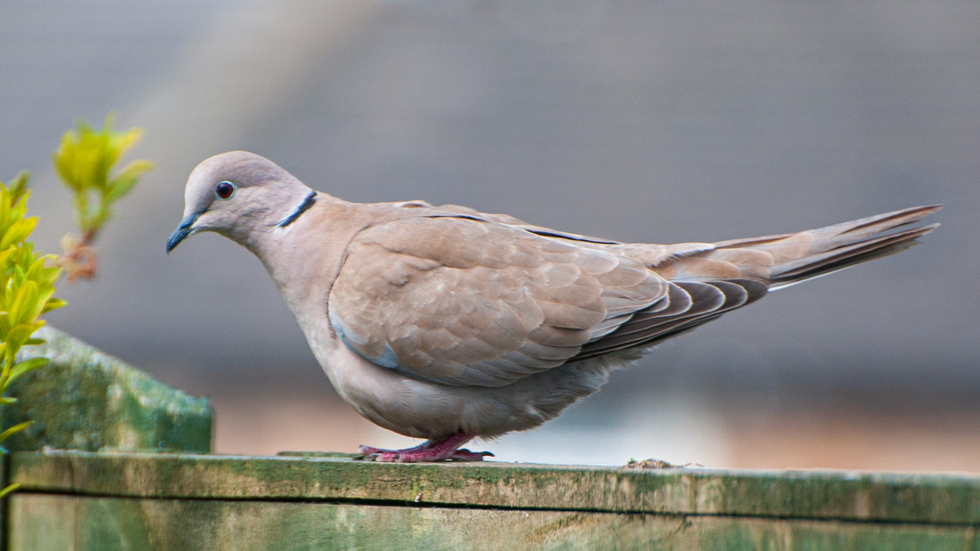 Collared Dove