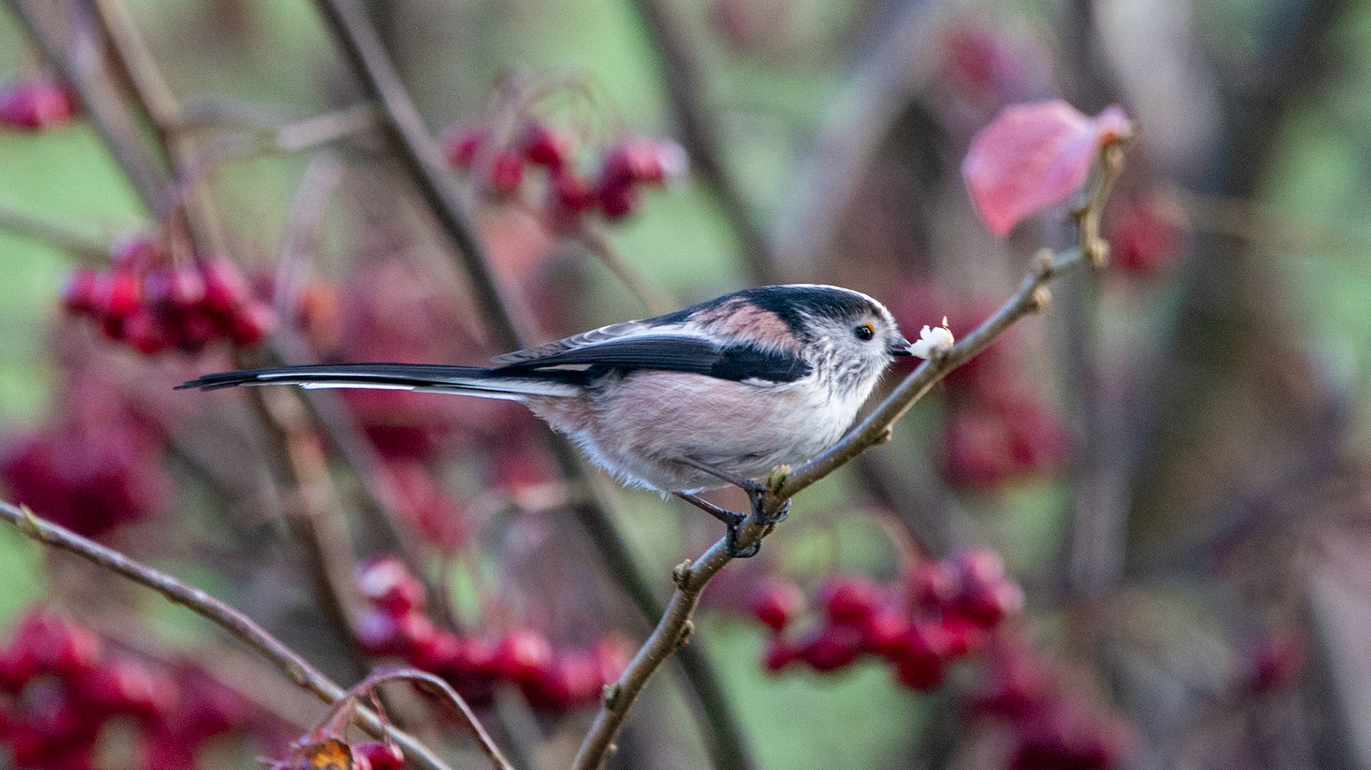 Long Tailed Tir