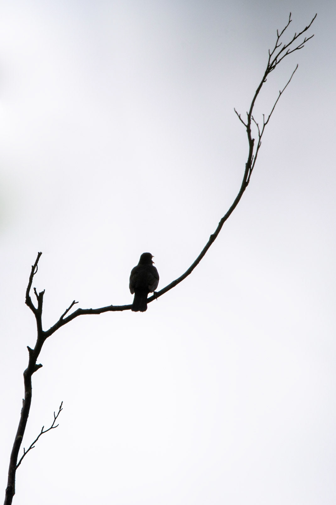 Blackbird singing silhouette