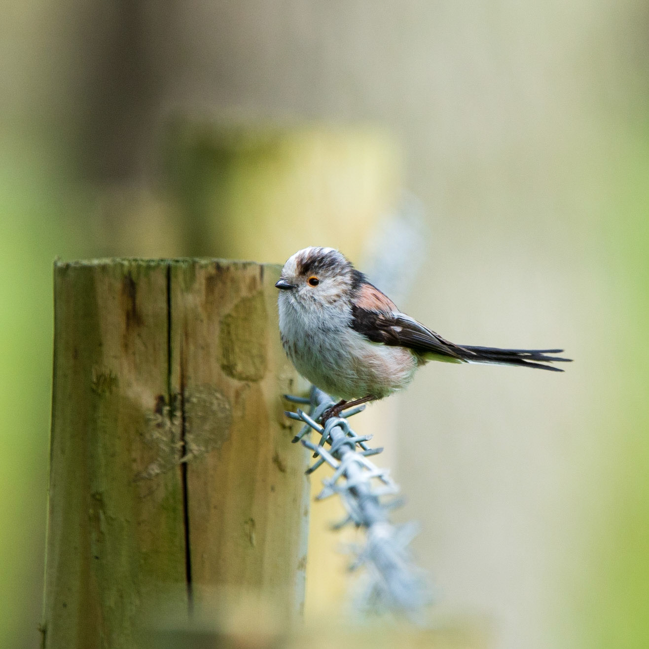 Long Tailed Tit