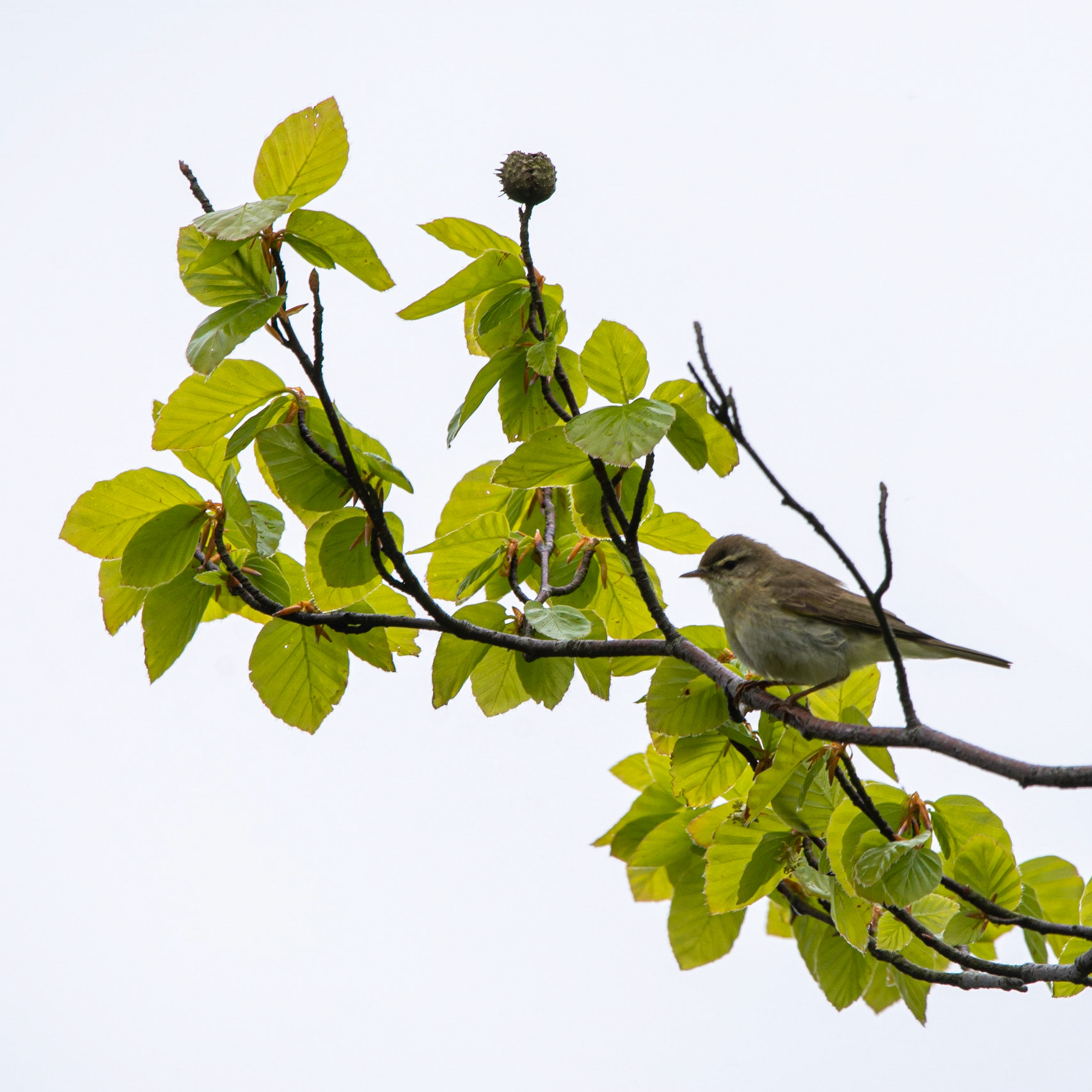 Warbler branch