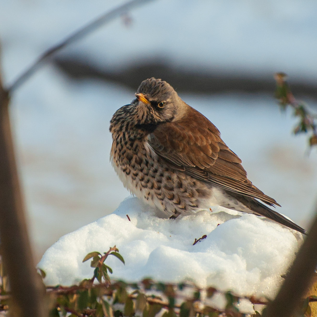 Fieldfare
