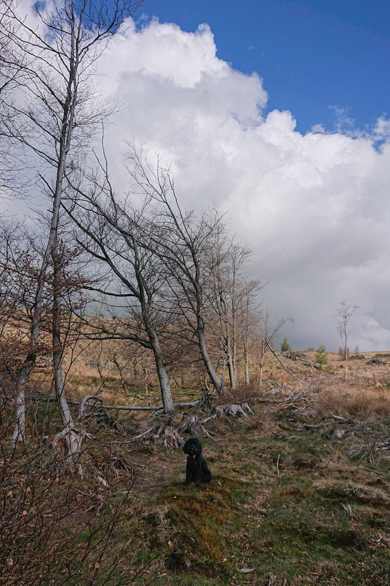 Darcie clouds &amp; trees
