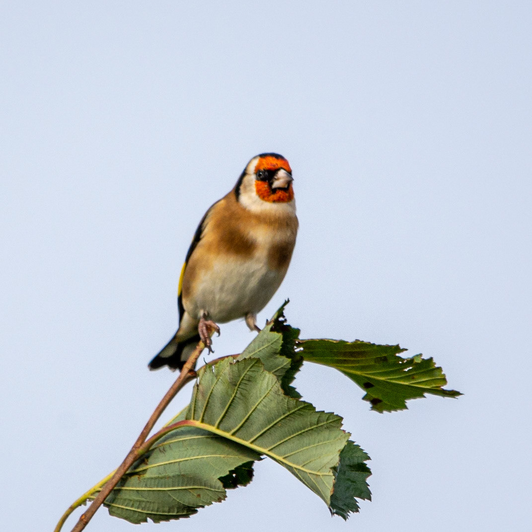 Goldfinch