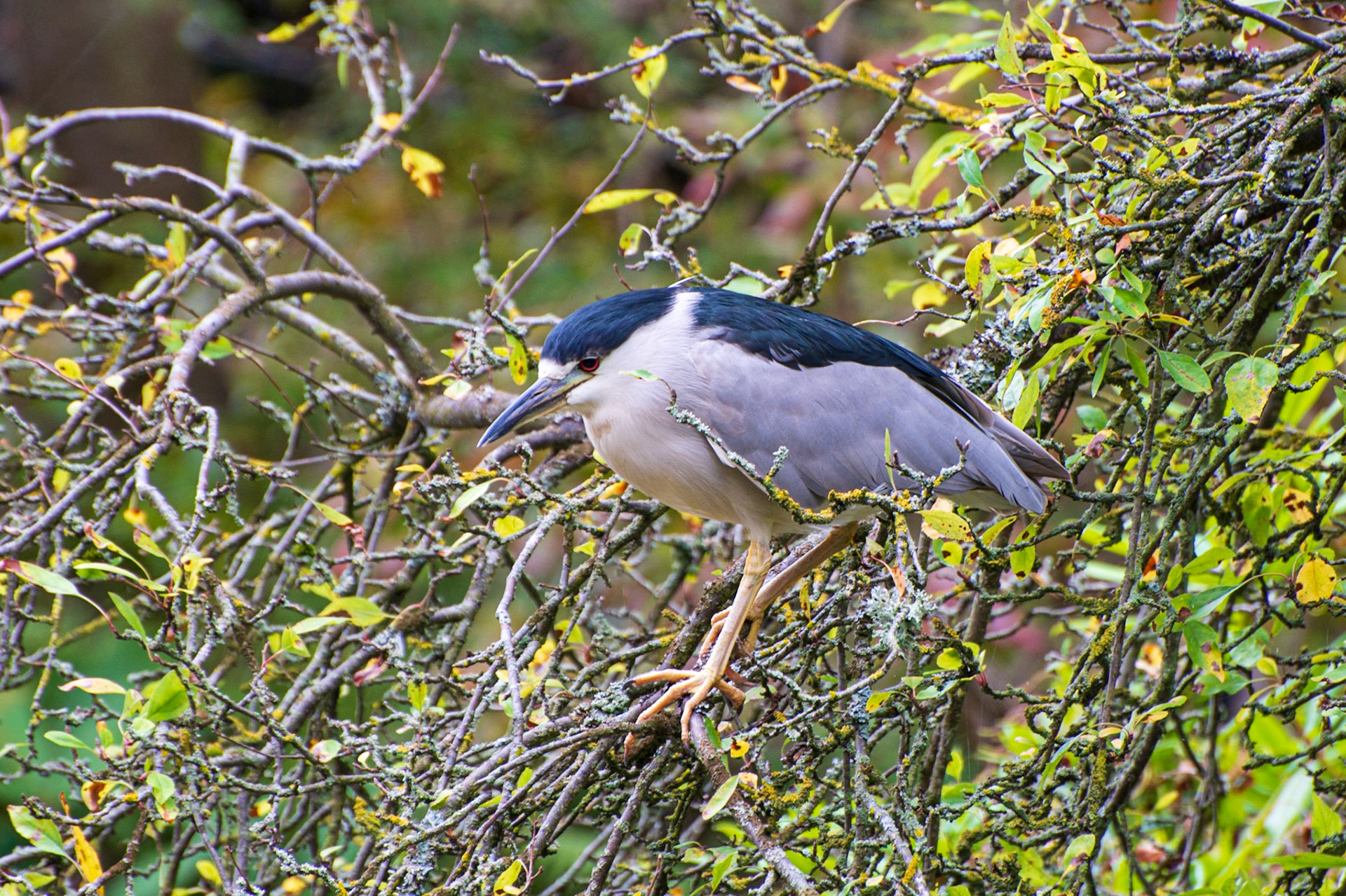 Night Heron