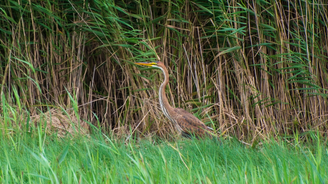 Purple Heron