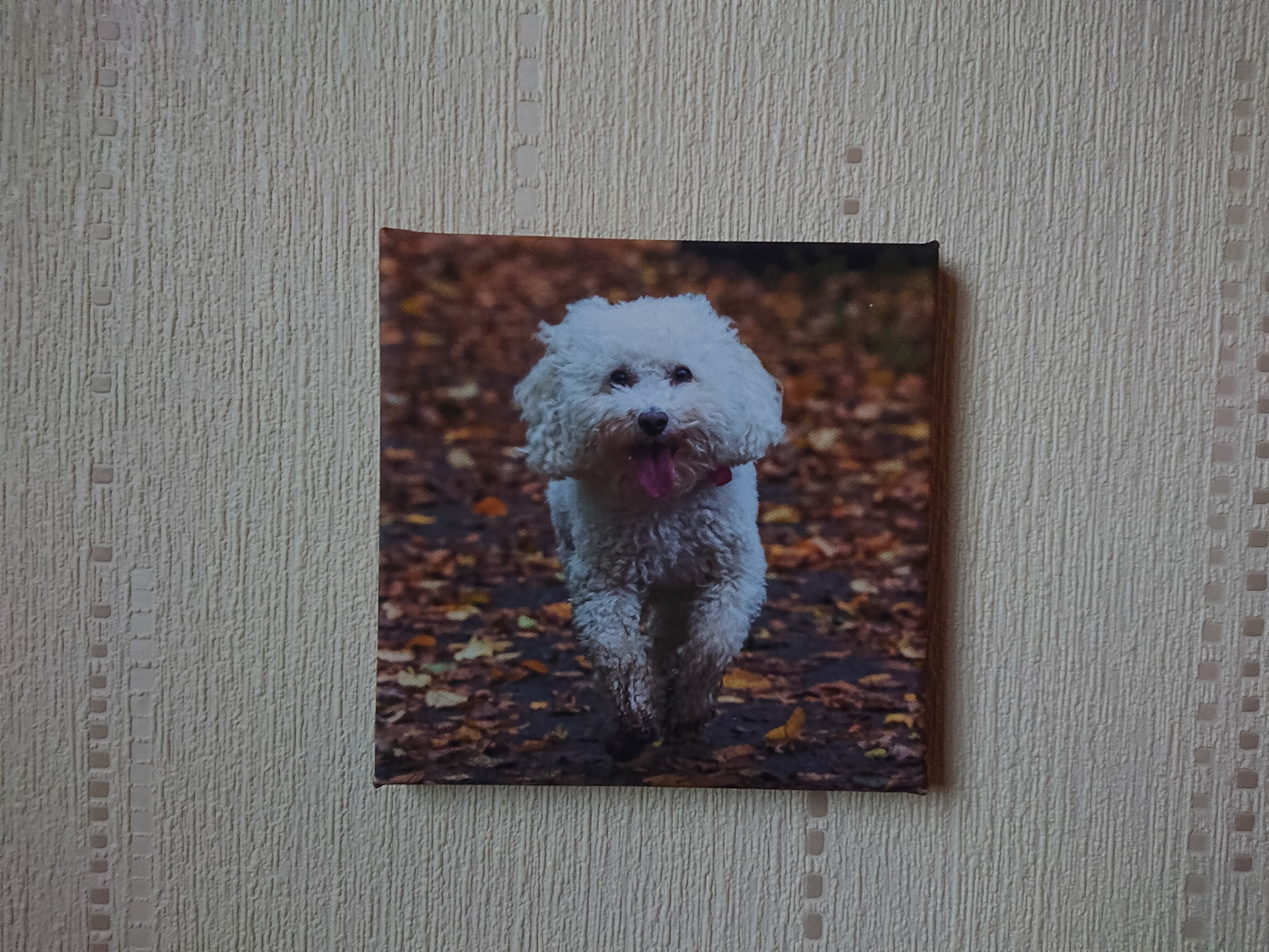 Canvas - CAN016 - Honey