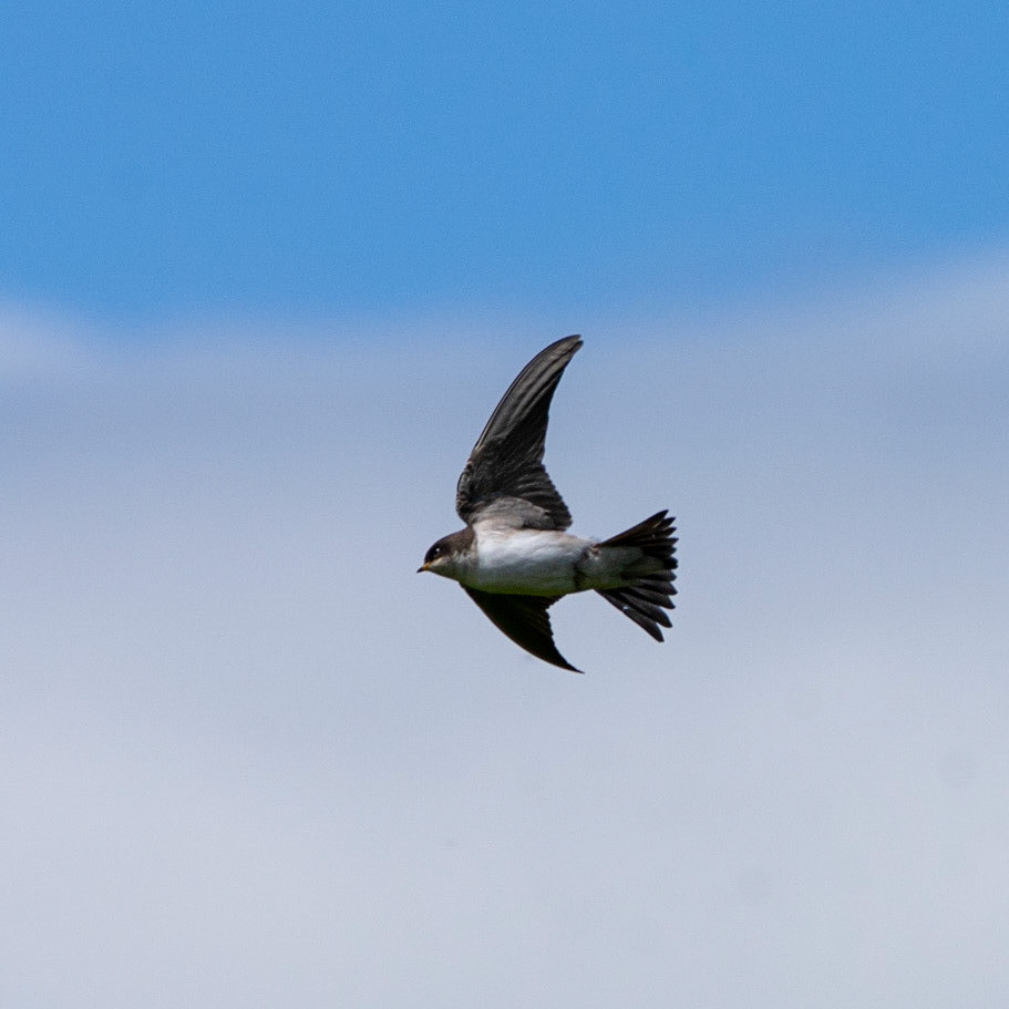 Housemartin