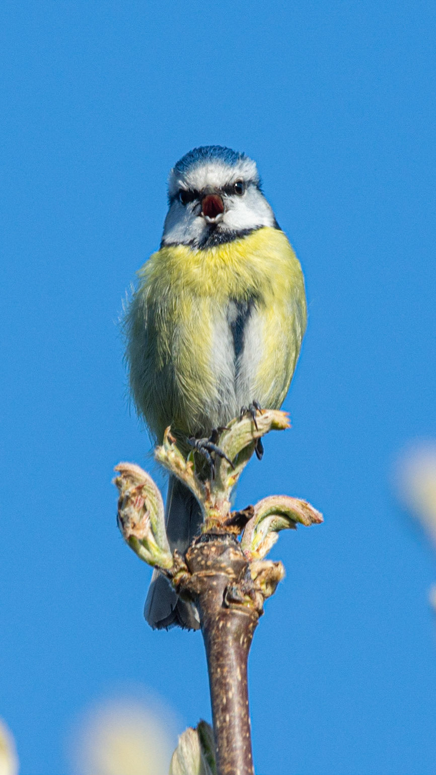 Blue Tit