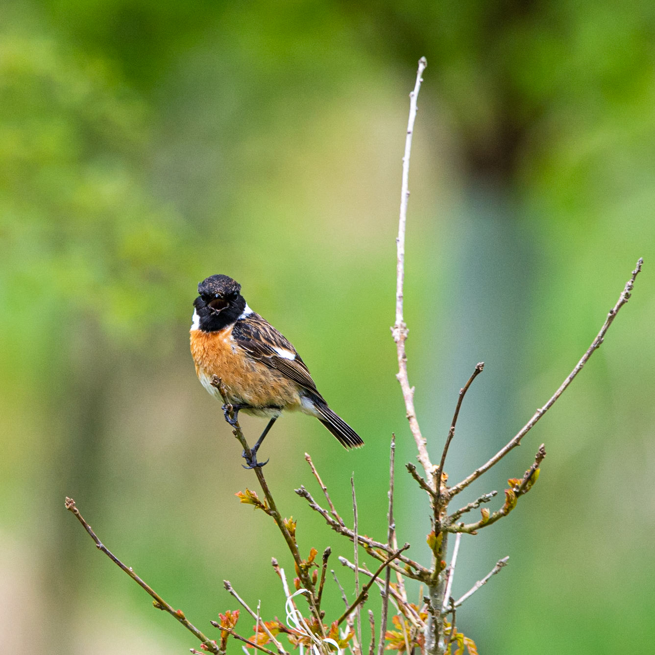 Stubbins Stonechat