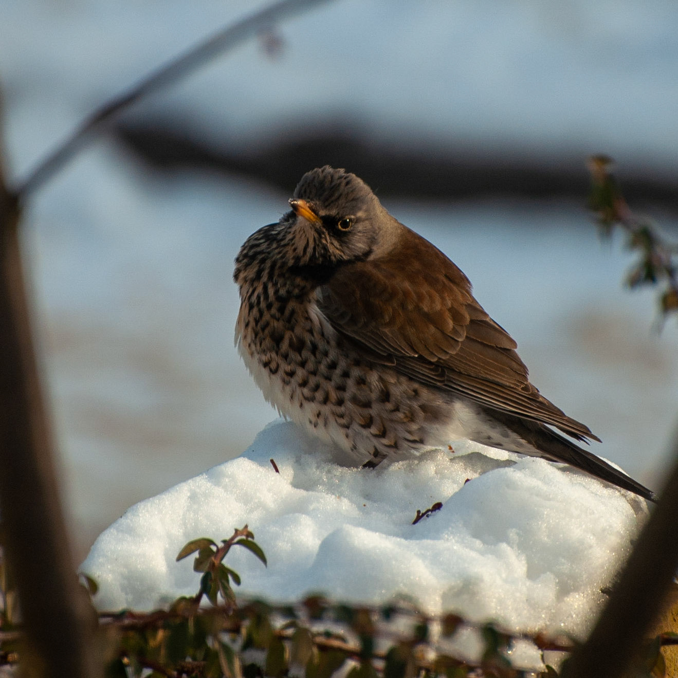 Fieldfare