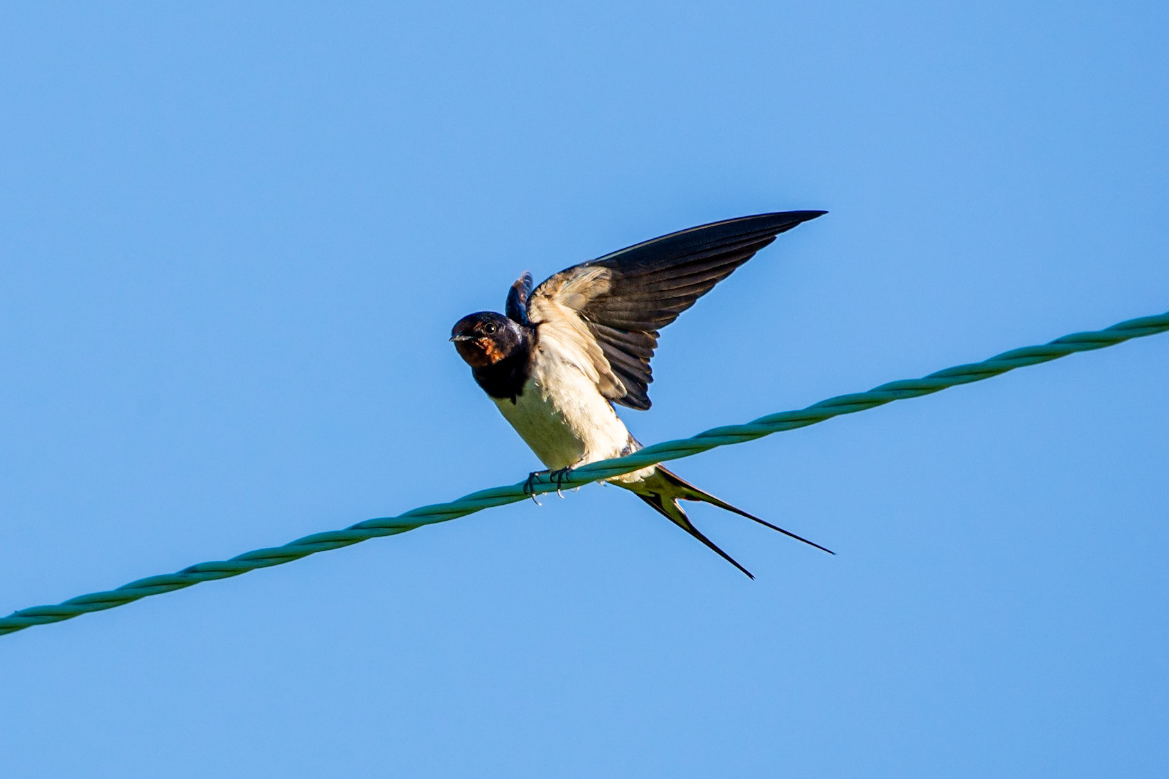 Swallow
