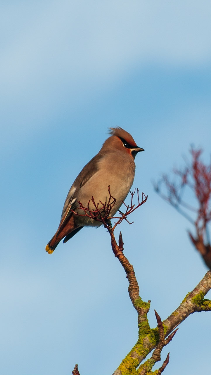 Waxwing