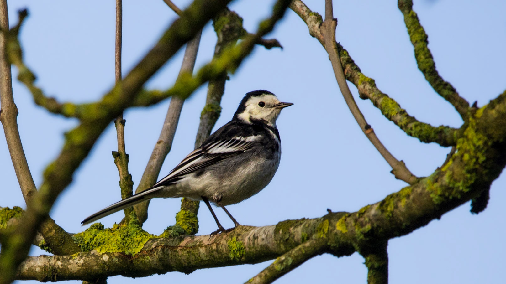 Pied Wagtail