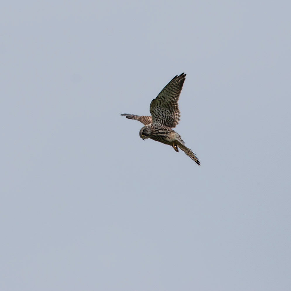 Hovering Kestrel