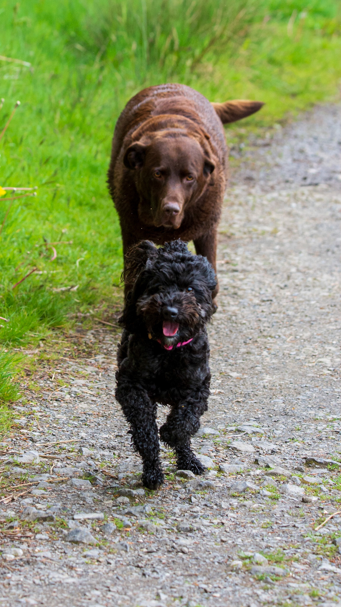 Wispa &amp; Darcie