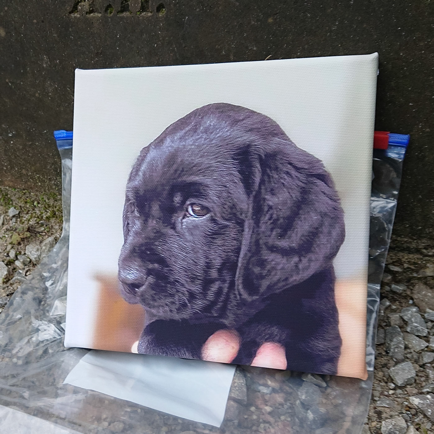 Canvas - CAN000-024 - Matilda