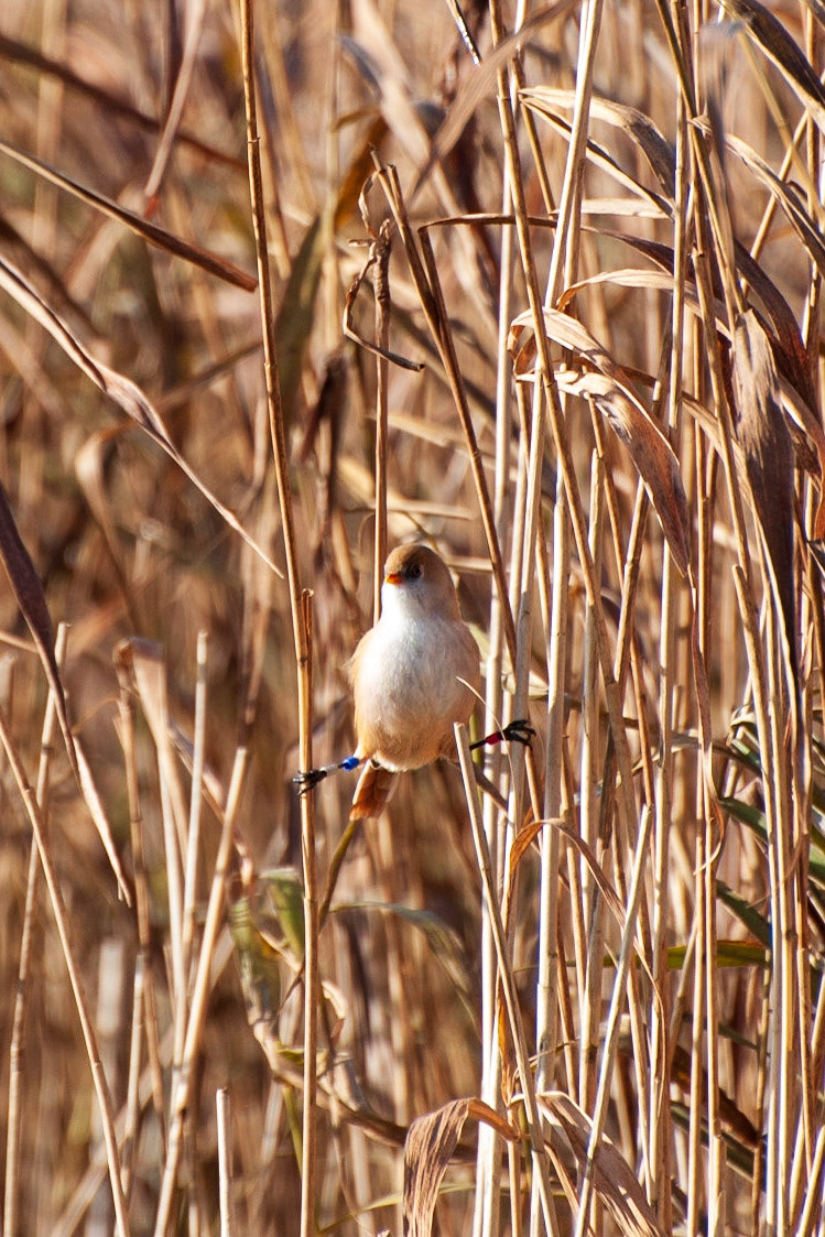 Bearded Tit