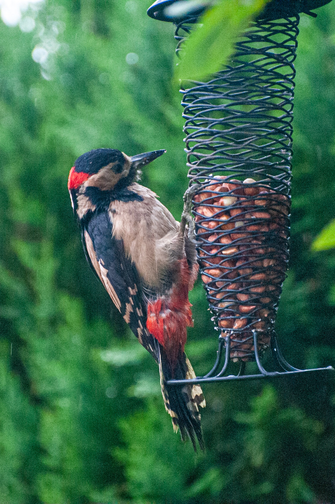 Greater Spotted Woodpecker