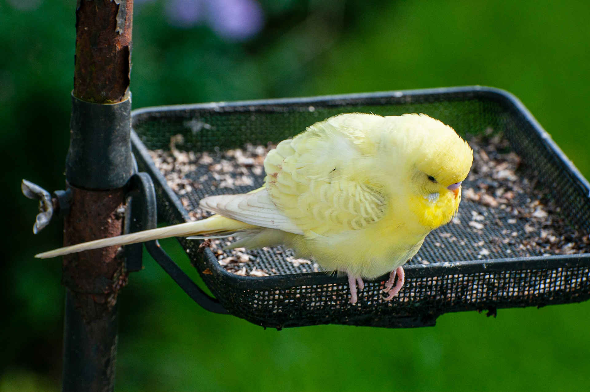 Budgie