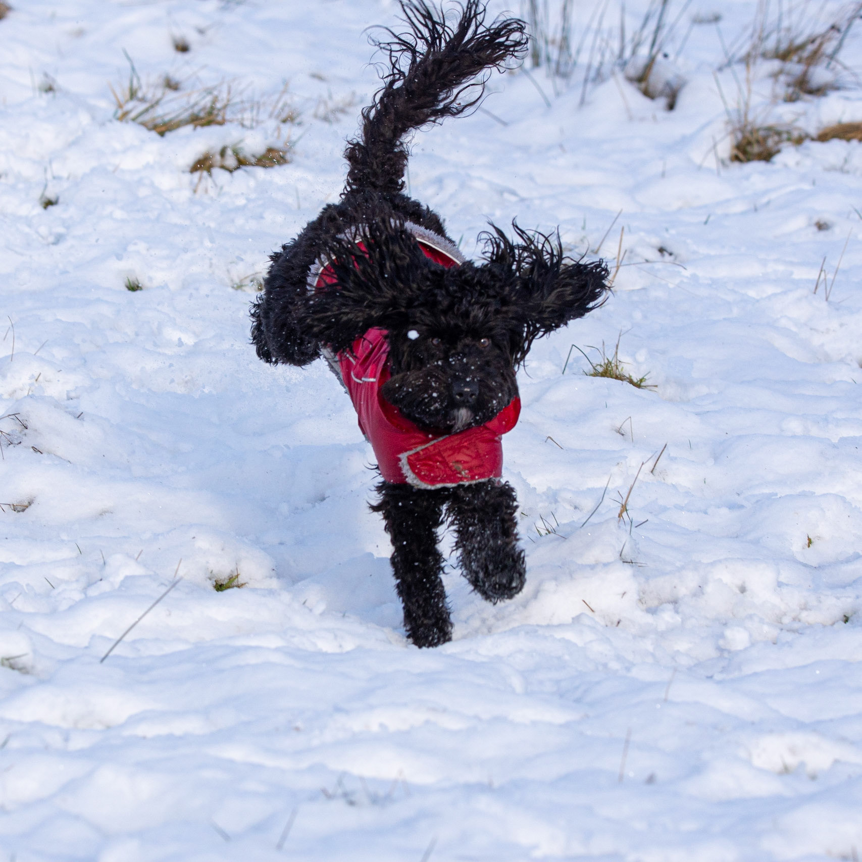 Snowy Darcie landing