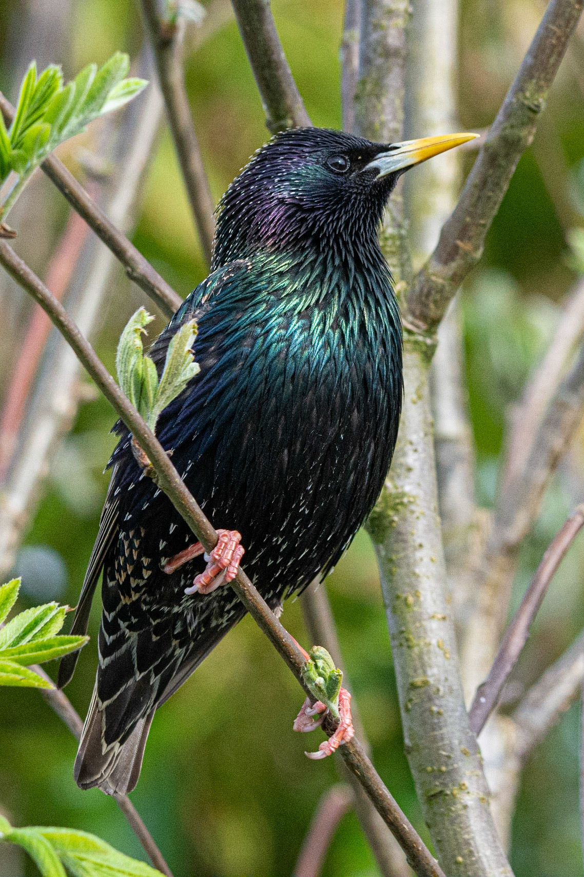 Starling