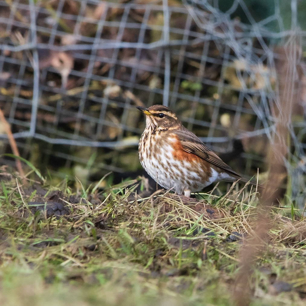 Redwing