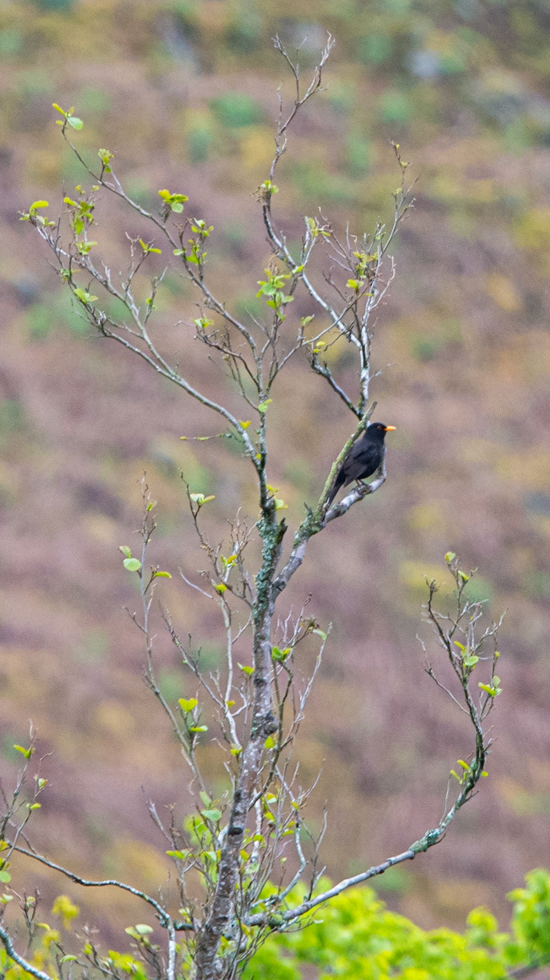 Churn Clough blackbird
