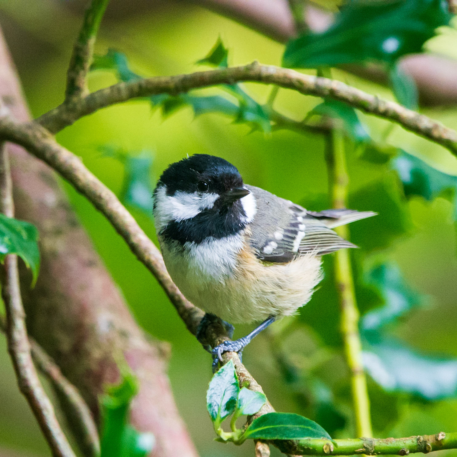 Coal Tit