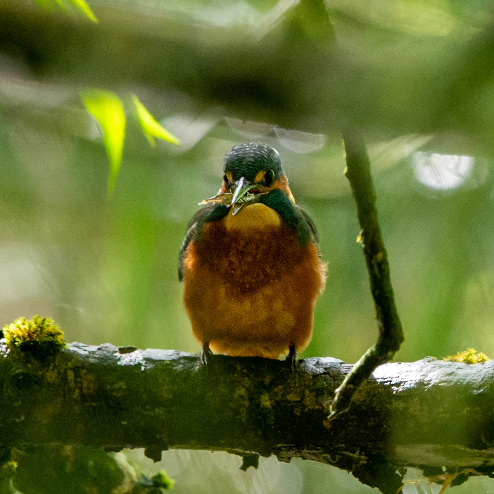 Kingfisher with lunch