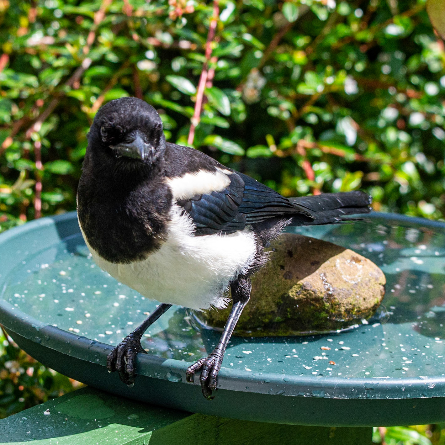 Magpie